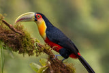 Red-breasted Toucan Poster och Canvastavla