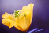 Introducing Mr.Mantis Poster och Canvastavla