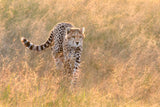 Cheetah Bathing in the Sunrise Poster och Canvastavla