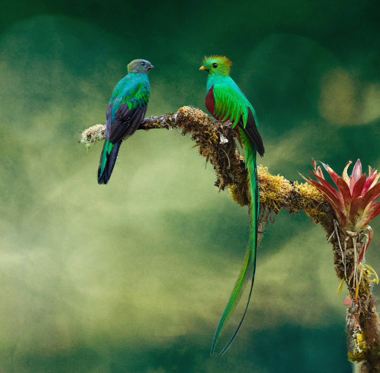 Quetzel Couple Poster och Canvastavla