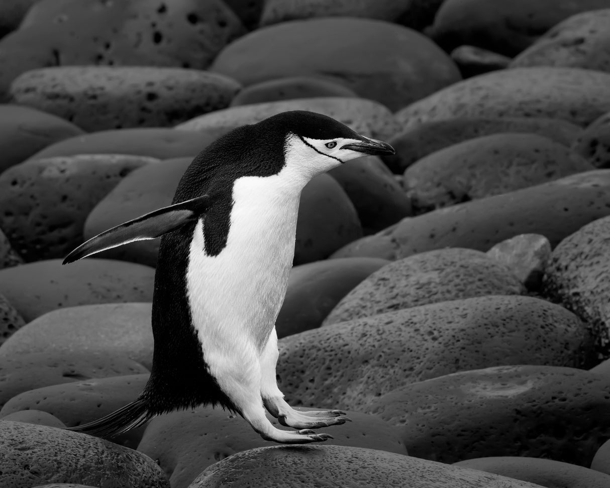 Chinstrap penguin Poster och Canvastavla