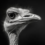 Ostrich 1 Poster och Canvastavla