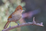 Straited laughingthrush Poster och Canvastavla