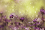 Purple Dream Poster och Canvastavla