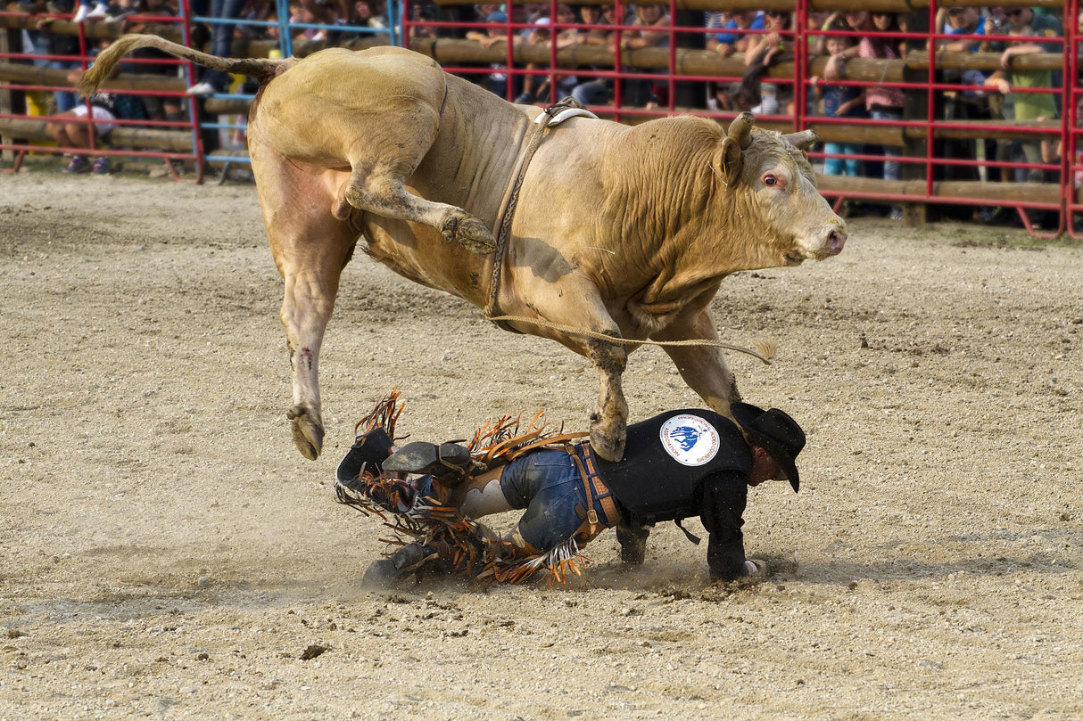 Bullrider Poster och Canvastavla