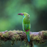 Crimson-rumped toucanet Poster och Canvastavla