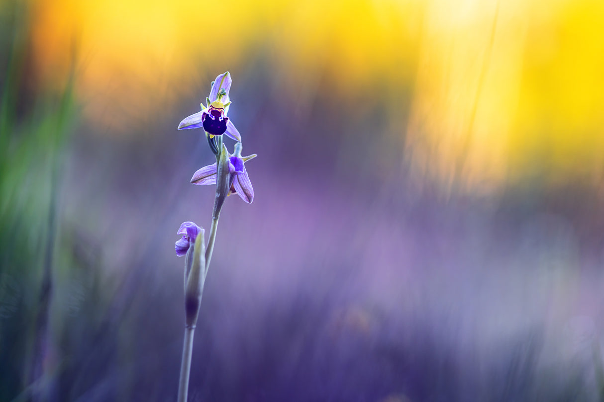 Ophrys apifera Poster och Canvastavla