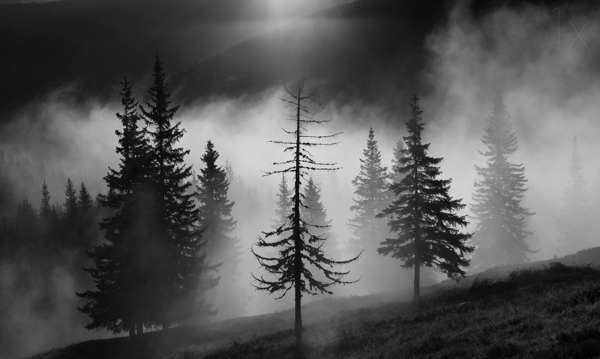 Misty forest Poster och Canvastavla
