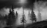 Misty forest Poster och Canvastavla