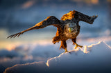 A Sea eagle on drift ice Poster och Canvastavla