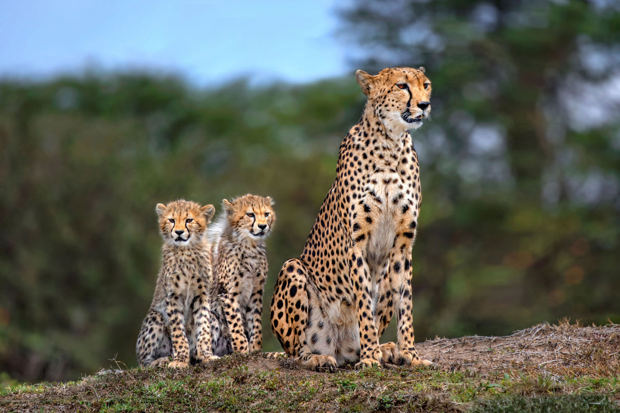 Cheetah family Poster och Canvastavla