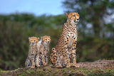 Cheetah family Poster och Canvastavla