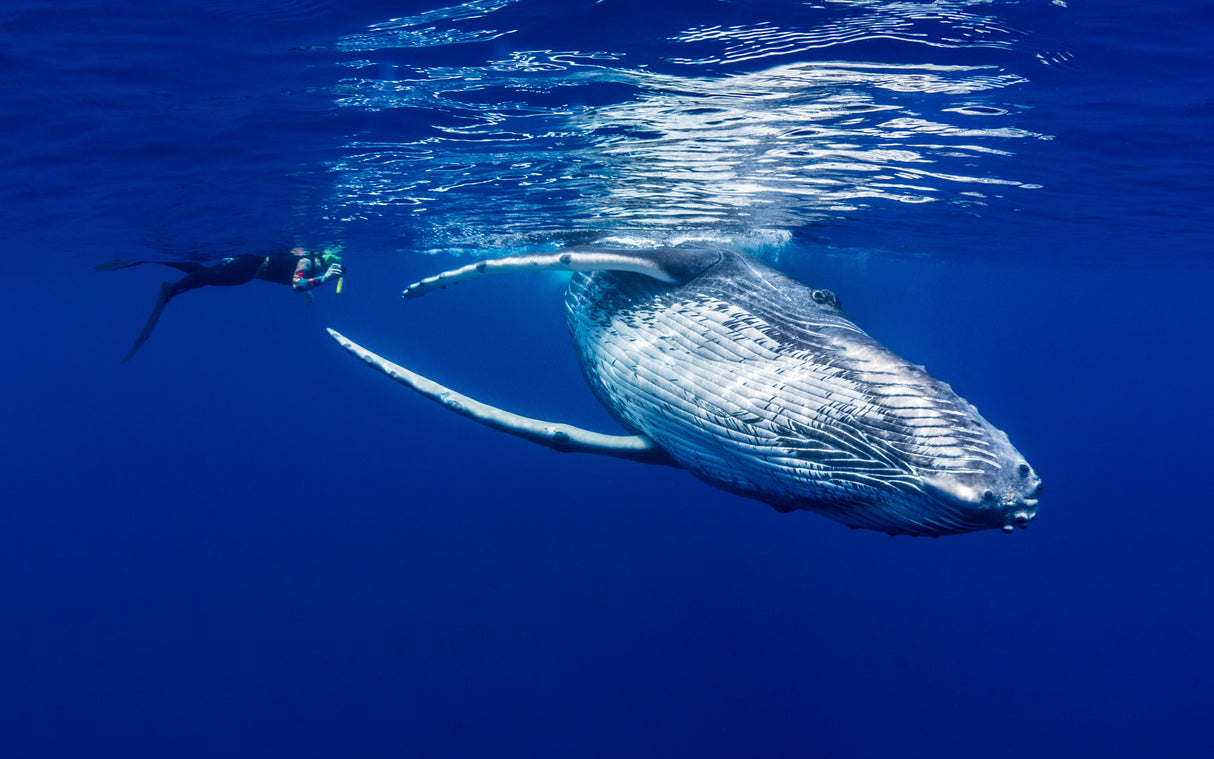 The Lady &amp; The Humpback Poster och Canvastavla