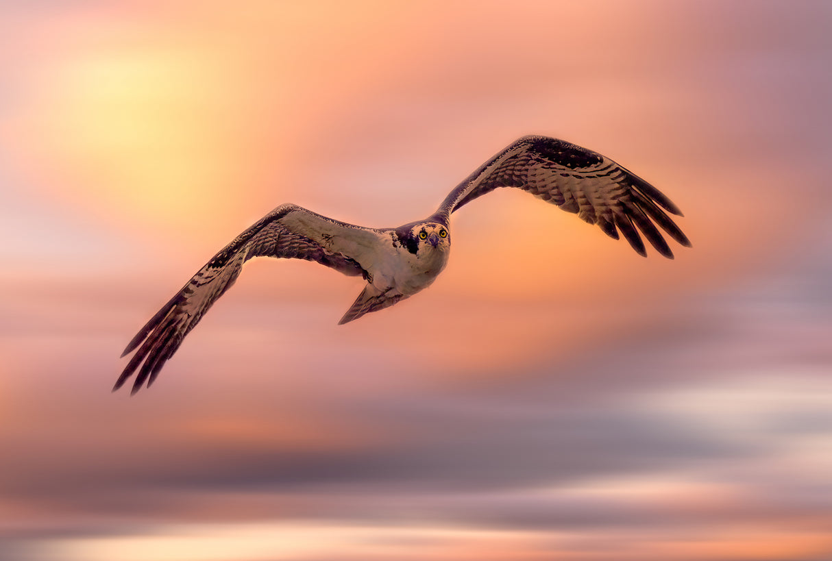 Flying Osprey Poster och Canvastavla