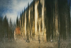 The cathedral Poster och Canvastavla
