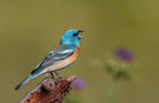 Singing Lazuli Bunting Poster och Canvastavla
