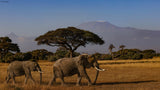 Amboseli elephants Poster och Canvastavla