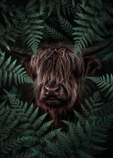 Yak Cow Poster och Canvastavla
