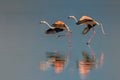 Flamingo landing Poster och Canvastavla