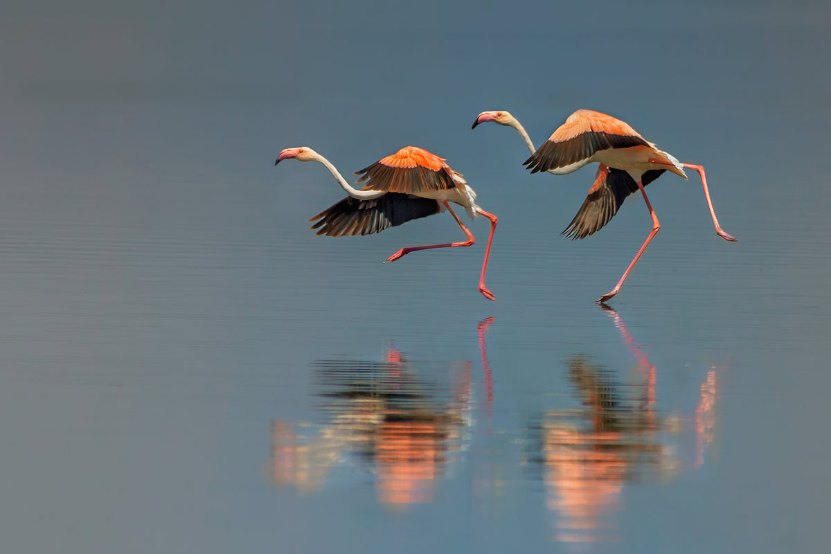 Flamingo landing Poster och Canvastavla