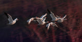 Snow Geese Poster och Canvastavla