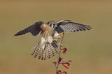 American Kestrel Poster och Canvastavla