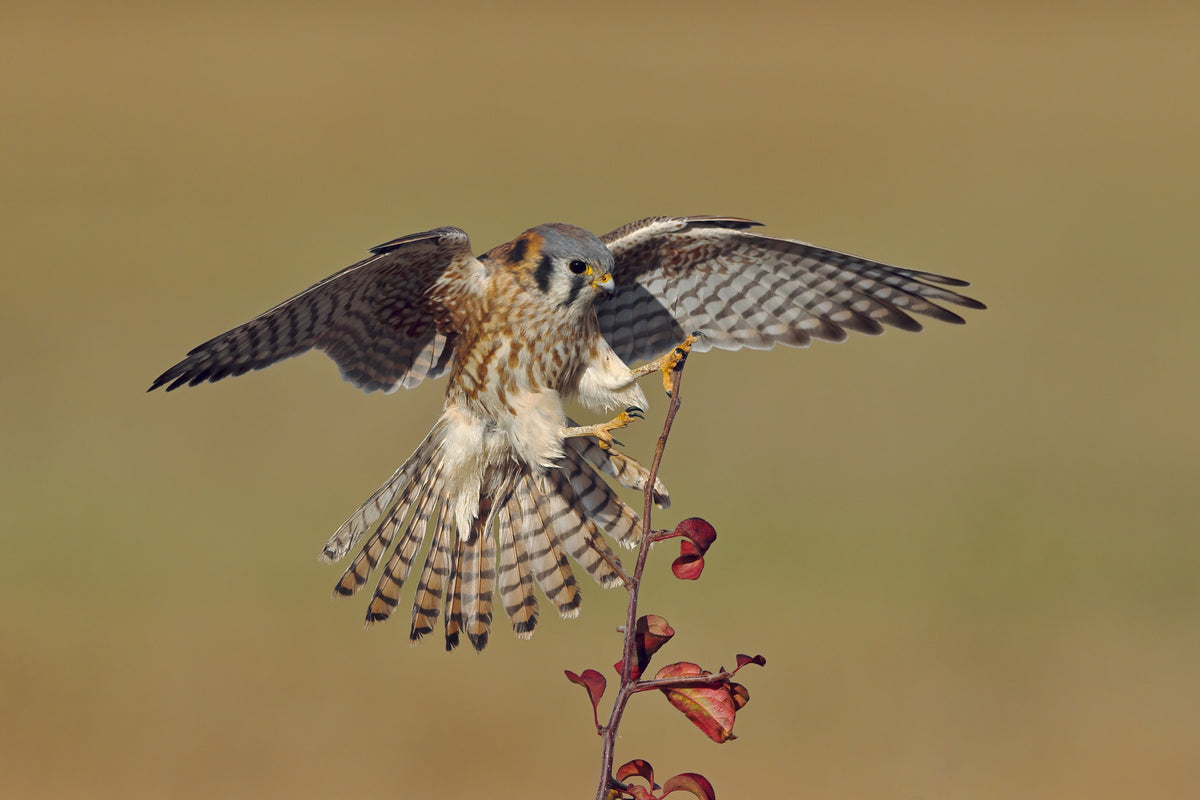American Kestrel Poster och Canvastavla