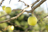 Apples Poster och Canvastavla