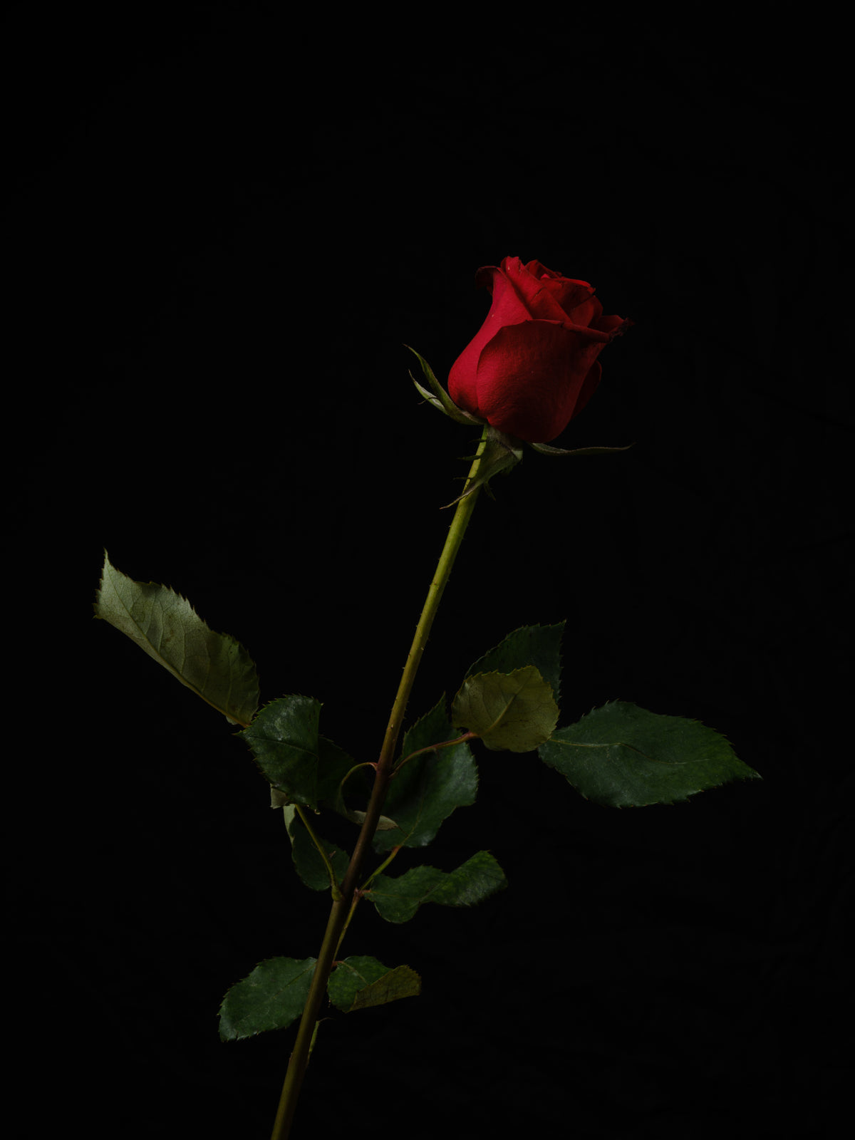 red rose isolated on black background Poster och Canvastavla