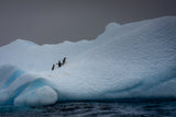 Snowy Iceberg Home to Three Penguins Poster och Canvastavla