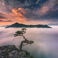 Bonsai VI Poster och Canvastavla