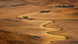 Golden Palouse Poster och Canvastavla