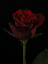 a beautiful red rose Poster och Canvastavla