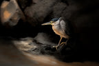 Striated Heron Poster och Canvastavla