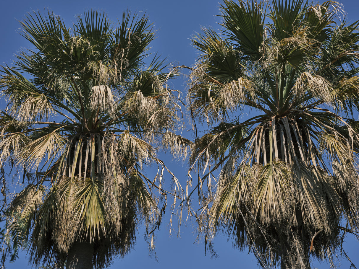 palm trees Poster och Canvastavla