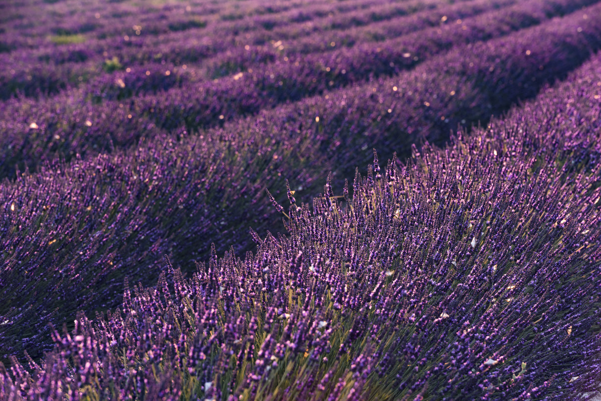 Provence Lavender Poster och Canvastavla