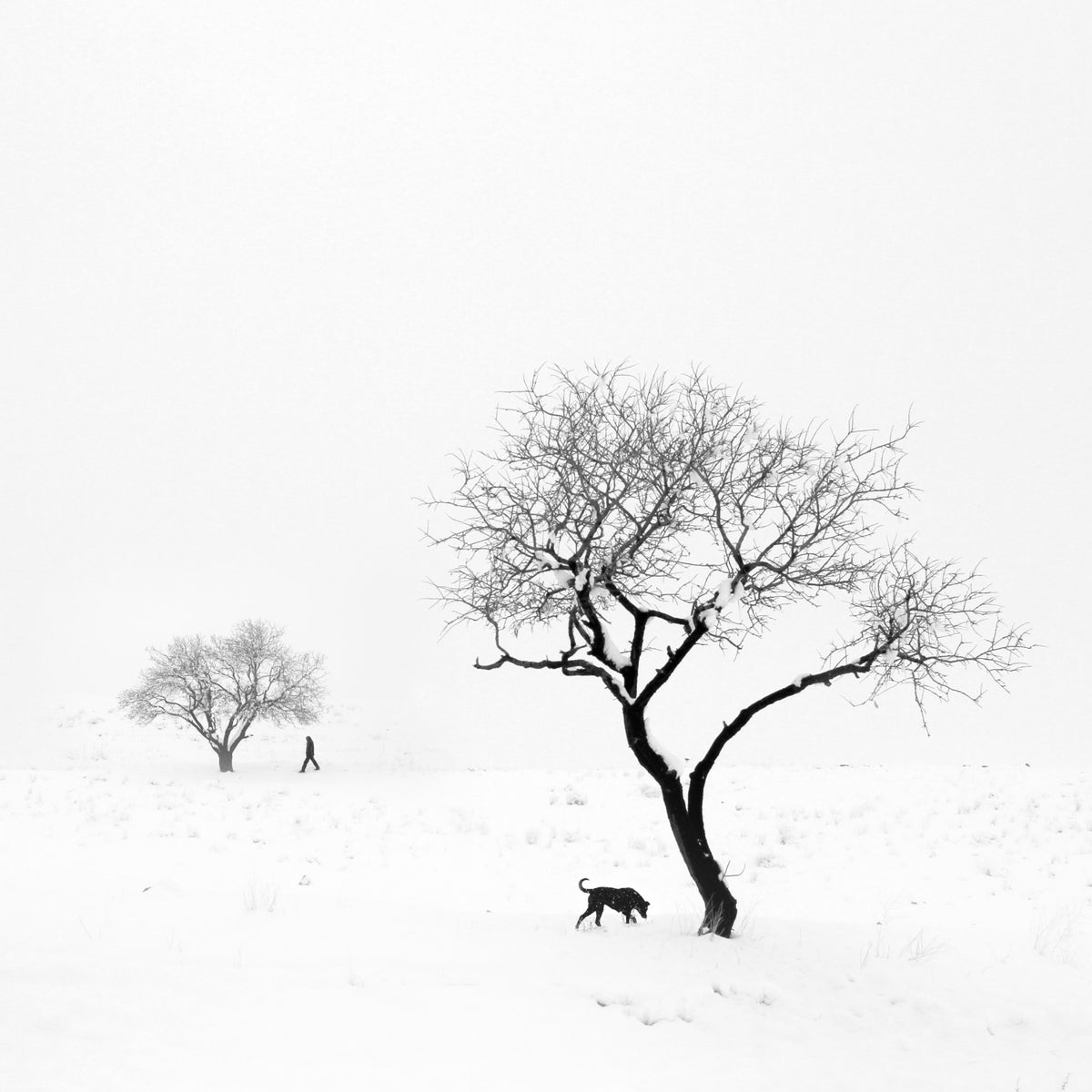 Poems of silence Poster och Canvastavla