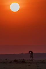 Sunset Bathing Poster och Canvastavla