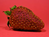 Strawberry isolated on red background Poster och Canvastavla