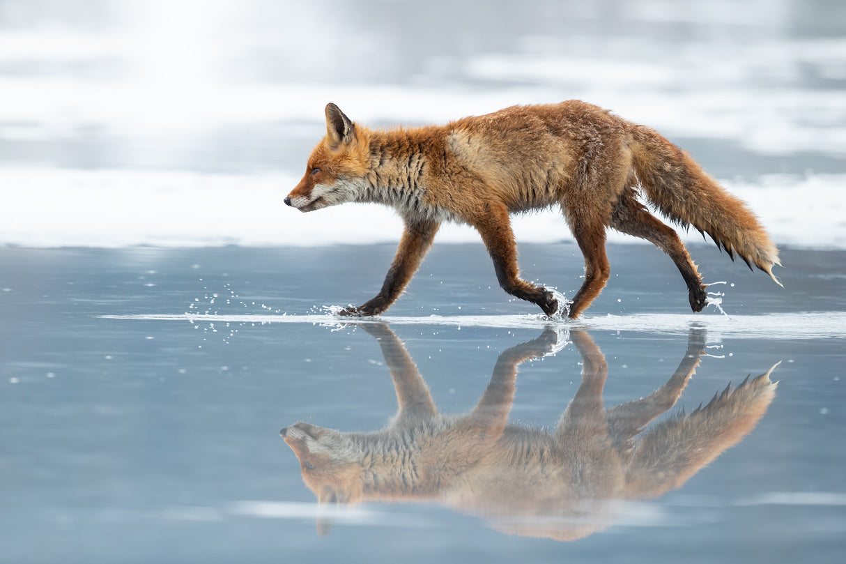 Red Fox Poster och Canvastavla