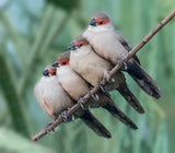Common Waxbill Poster och Canvastavla