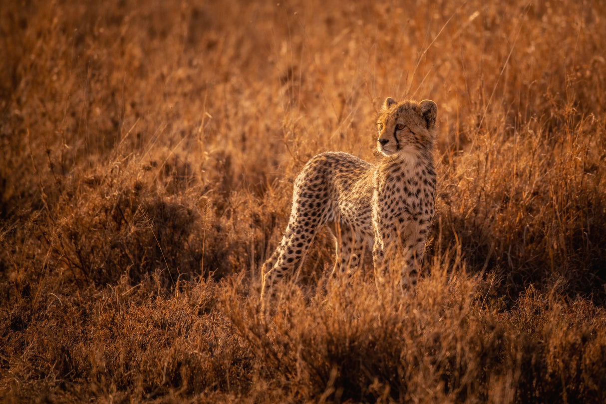 Rising Cub Poster och Canvastavla