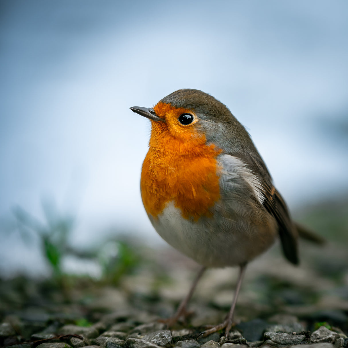 Rocky Robin Poster och Canvastavla
