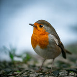 Rocky Robin Poster och Canvastavla