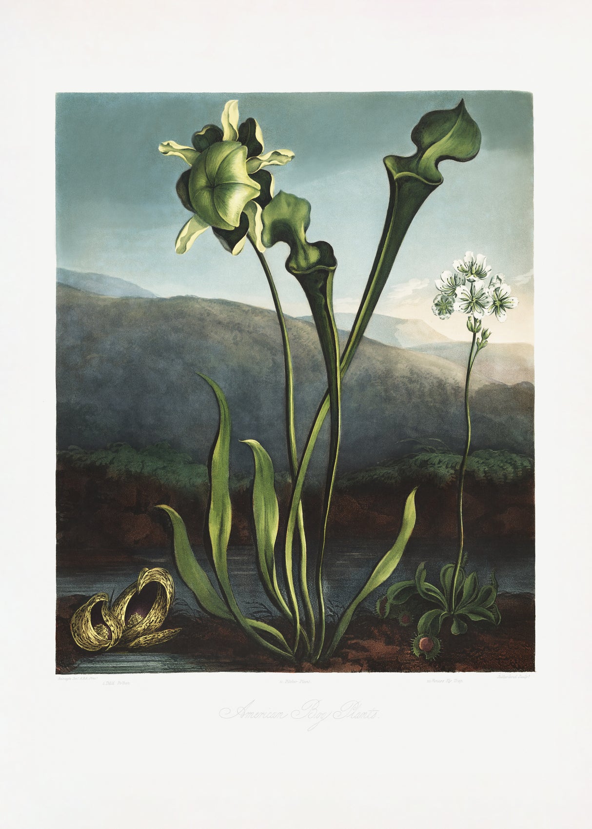 American Bog Plants from The Temple of Flora (1807) Poster och Canvastavla