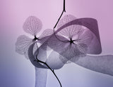 Hydrangea Poster och Canvastavla