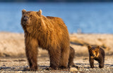 Mother bear with her cubs Poster och Canvastavla