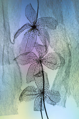 3 Flowers Poster och Canvastavla