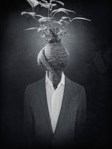 Microcarpa man Poster och Canvastavla
