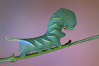 Sphinx Poster och Canvastavla